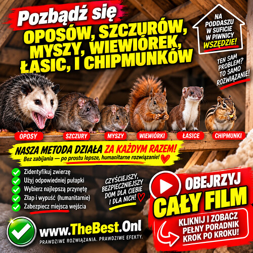 Opos, szczury, myszy, wiewiórka, łasica i burunduk na strychu oraz polska instrukcja humanitarnego odławiania zwierząt metodą DIY